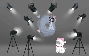 摄影棚中的猫咪与灯光