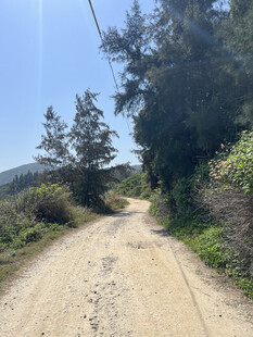 乡间土路 两旁绿树相伴