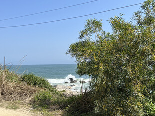 海边小路旁的绿植与海景