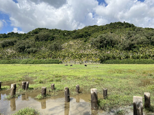 草原湿地木桩景观