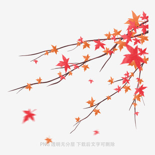 枫叶
