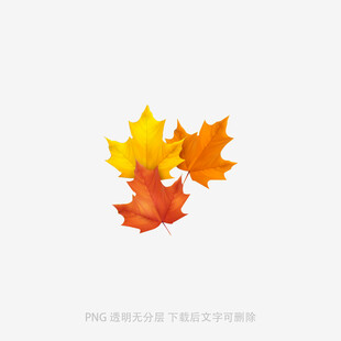 三片多彩枫叶