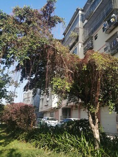 被菟丝子困住的树