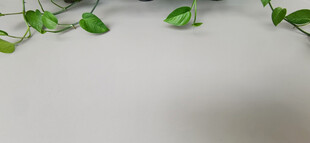 翠绿藤蔓装饰与灰色背景