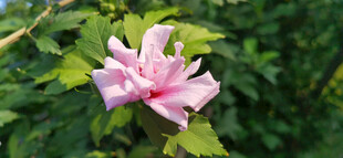 娇艳木槿花绽放绿叶间