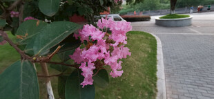 路边绽放的娇艳粉色紫薇花朵