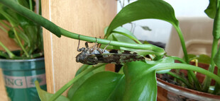 绿叶上的蝉特写