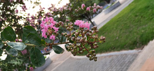 路边绽放的美丽花卉