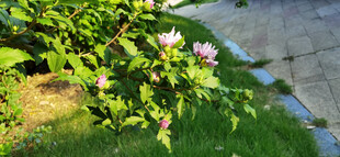 阳光下的木槿花与枝叶