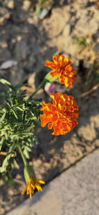 路边绽放的鲜艳橙色花朵