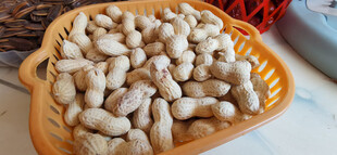 一盘饱满的花生