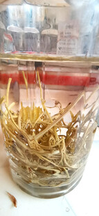 玻璃罐中泡开的莓茶