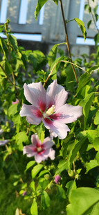 娇艳木槿花绽放绿叶间