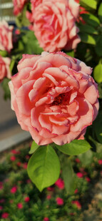 娇艳粉色月季绽放