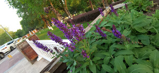 紫色花卉绽放于绿植间