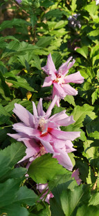 娇艳绽放的粉色木槿花朵