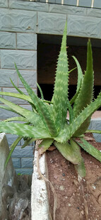 室内绿植芦荟特写