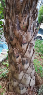 棕榈树树干纹理特写