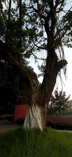 古老大树下的静谧场景