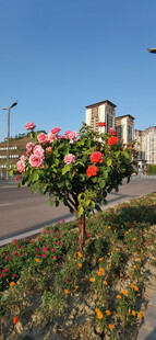 路边繁花与远处高楼