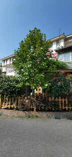 街道旁的绿植与居民楼