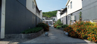 宁静小巷的多彩植物景观