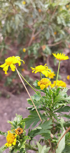 黄色小花绽放于绿植间