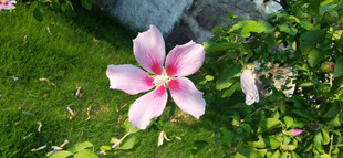 绿叶间绽放的娇艳木槿花朵