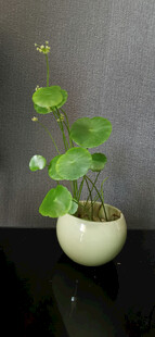 白色花盆中的绿植