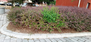 城市街角绿植景观