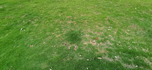 生机盎然的翠绿草地