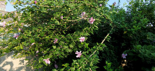 繁茂木槿花丛中的美丽景致