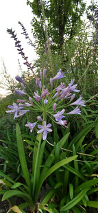 紫色花卉绽放于绿叶间