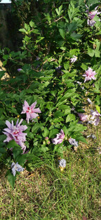 绿叶丛中的粉紫色木槿花朵