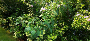 繁茂木槿绽放白色小花