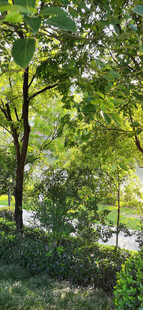 夏日林间绿意景致