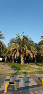 户外道路旁的高大棕榈树