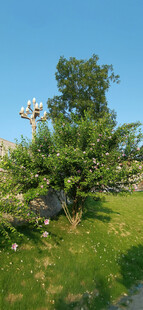 户外翠绿木槿树风景图