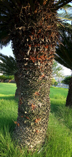 棕榈树树干特写