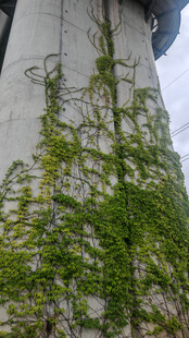 爬满绿藤的斑驳墙面