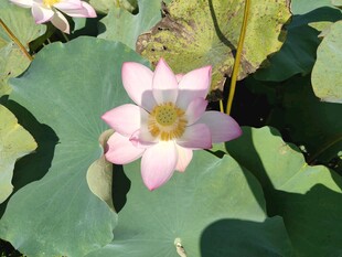 粉色荷花绽放于绿叶间