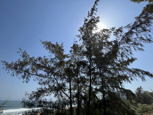 海边挺拔树木迎阳光