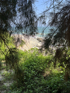 透过枝叶望海边美景