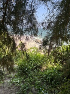 透过枝叶望海边景致