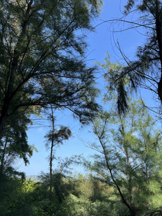 林间蓝天 绿意盎然的景致