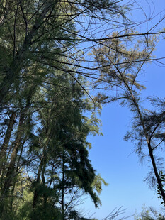 蓝天映衬下的茂密树林