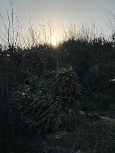 日落时分的野外植被景观