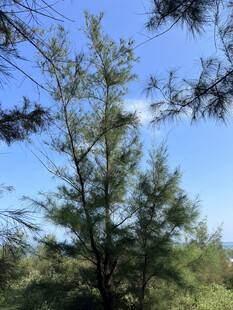 蓝天之下的挺拔松树