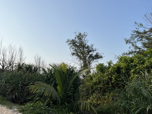 野外葱郁植物景观