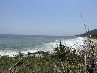 海边景致 绿植与海浪相伴
